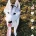 Siberian Husky
