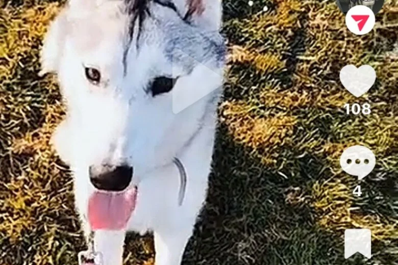 Siberian Husky