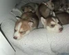 Siberian Husky