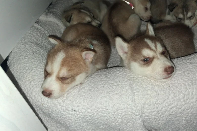 Siberian Husky