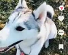 Siberian Husky