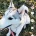 Siberian Husky