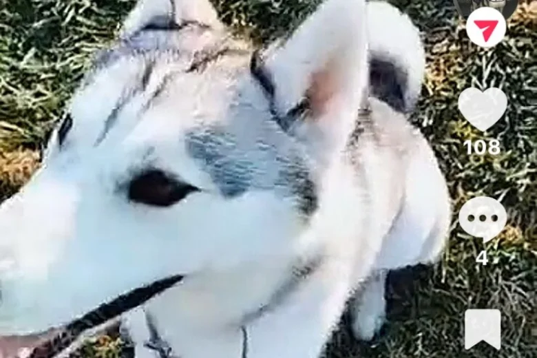 Siberian Husky