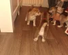 Siberian Husky