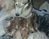 Siberian Husky