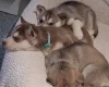 Siberian Husky