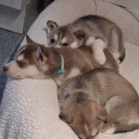 Siberian Husky