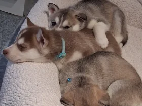 Siberian Husky