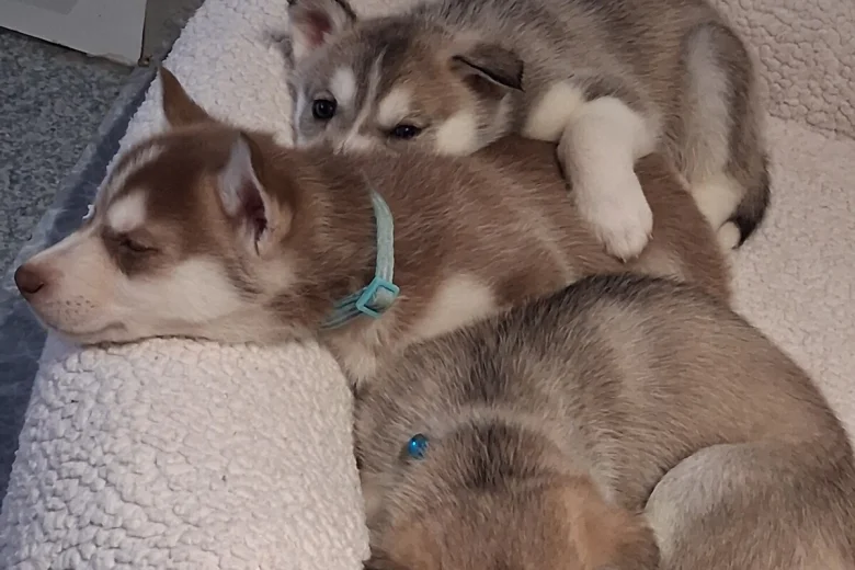 Siberian Husky
