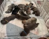 Mixed Breed