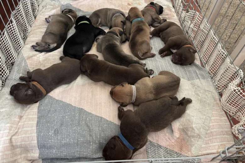 Mixed Breed
