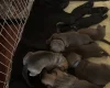 Mixed Breed
