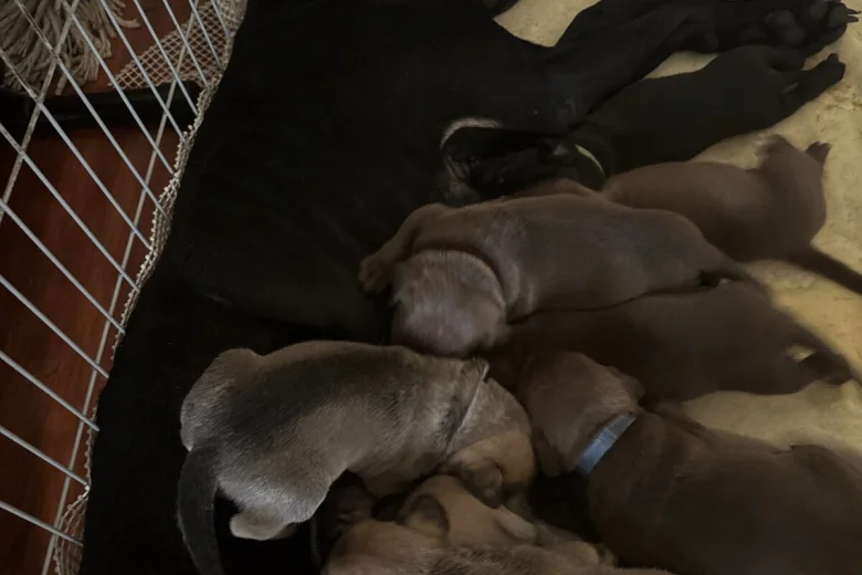 Mixed Breed