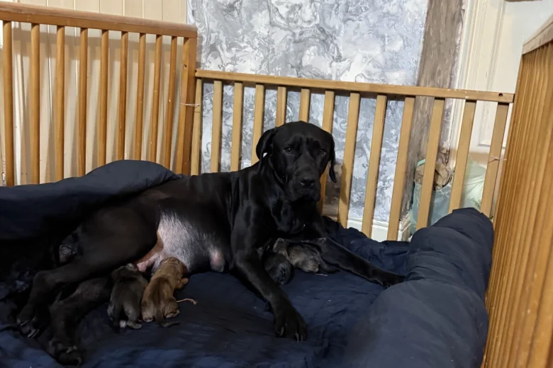 Mixed Breed