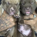 Mixed Breed