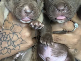 Mixed Breed