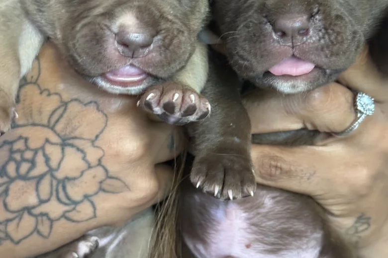 Mixed Breed