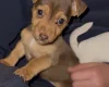 Jack Russell