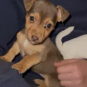 Jack Russell