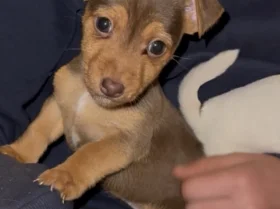 Jack Russell