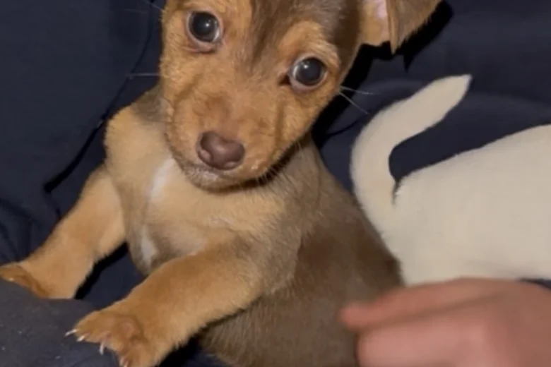Jack Russell