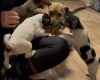 Jack Russell