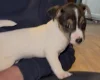 Jack Russell