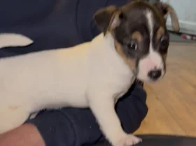 Jack Russell