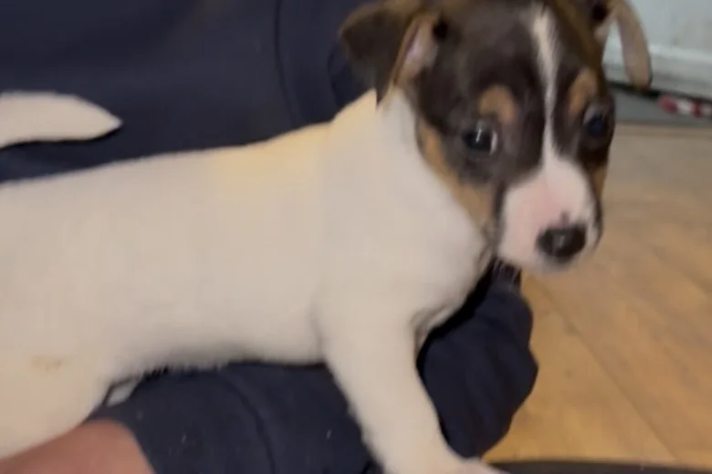 Jack Russell