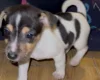 Jack Russell