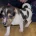Jack Russell