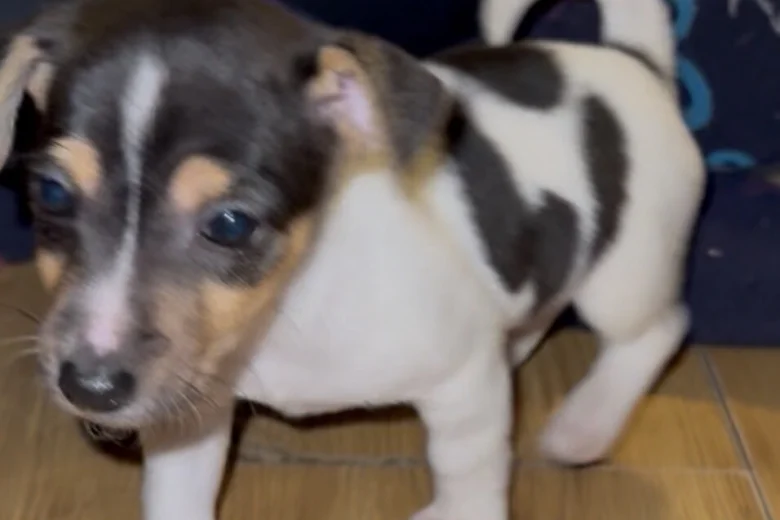Jack Russell
