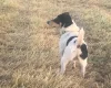 Jack Russell