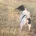Jack Russell