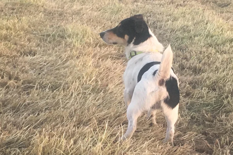 Jack Russell