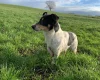 Jack Russell