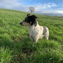 Jack Russell