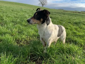 Jack Russell