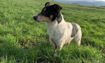 Jack Russell