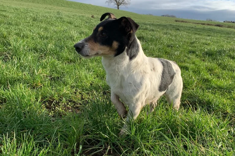 Jack Russell
