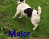 Jack Russell