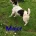 Jack Russell