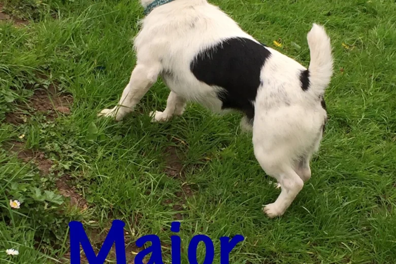 Jack Russell