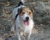 Jack Russell