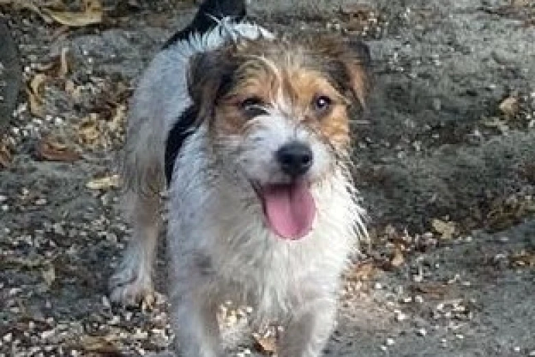 Jack Russell