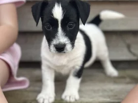 Jack Russell