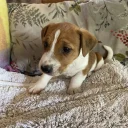 Jack Russell