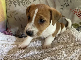 Jack Russell