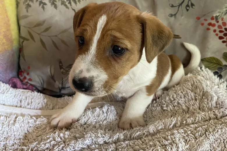 Jack Russell