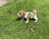 Jack Russell